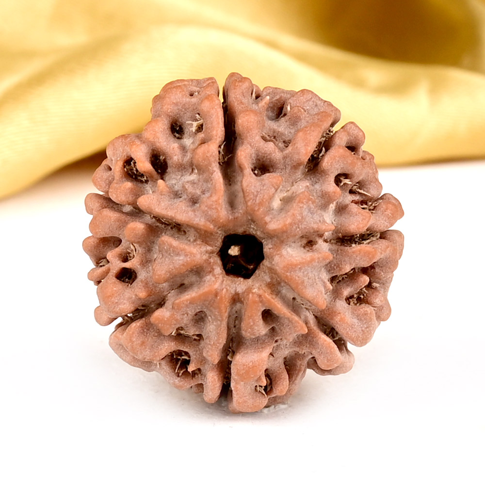 Rudraksha