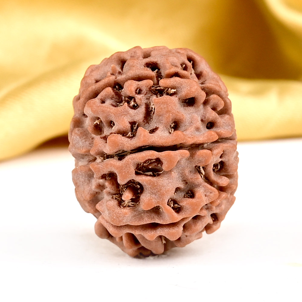 1 Mukhi Rudraksha