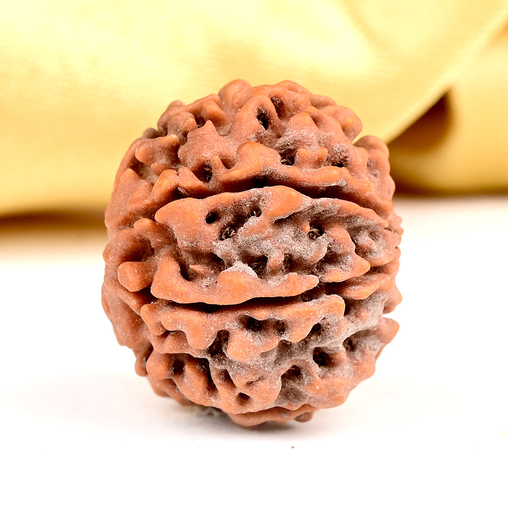 1 Mukhi Half Moon Rudraksha