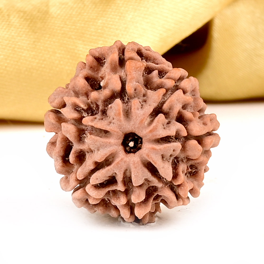 1 Mukhi Round Rudraksha Java