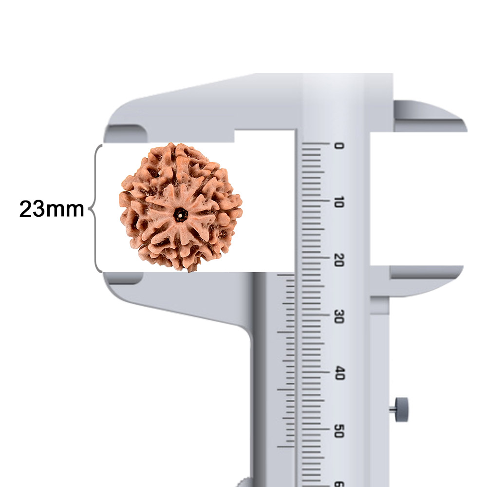 5 Mukhi Rudraksha