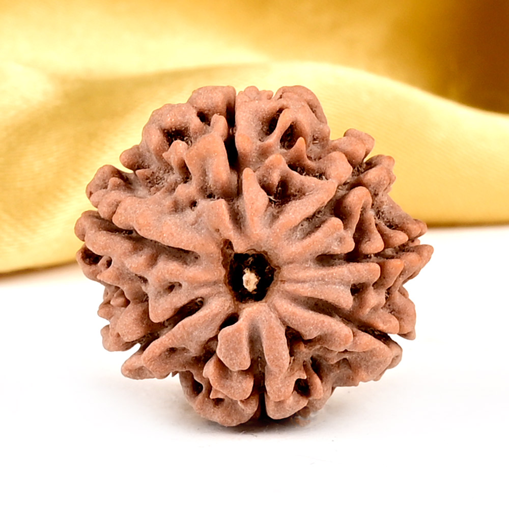 5 Mukhi Rudraksha from Nepal