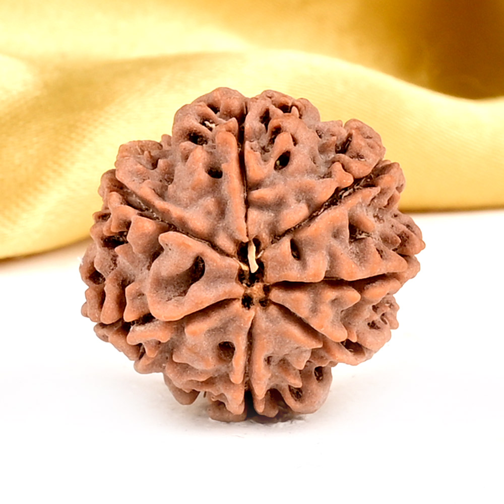 8 Mukhi Rudraksha Bracelet