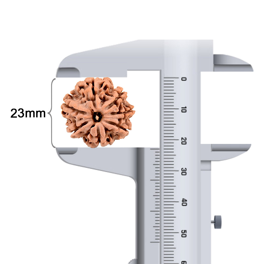 5 Mukhi Rudraksha from Java