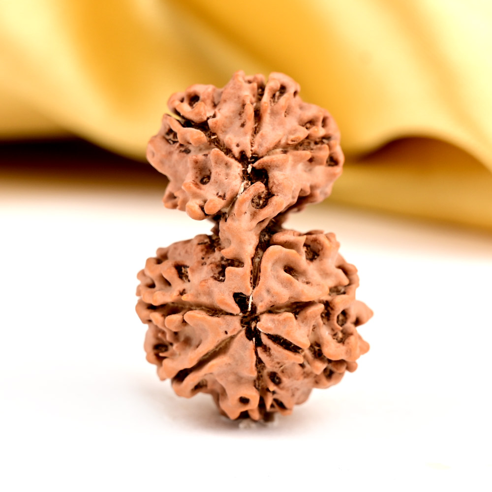 Collector 5 Mukhi Rudraksha