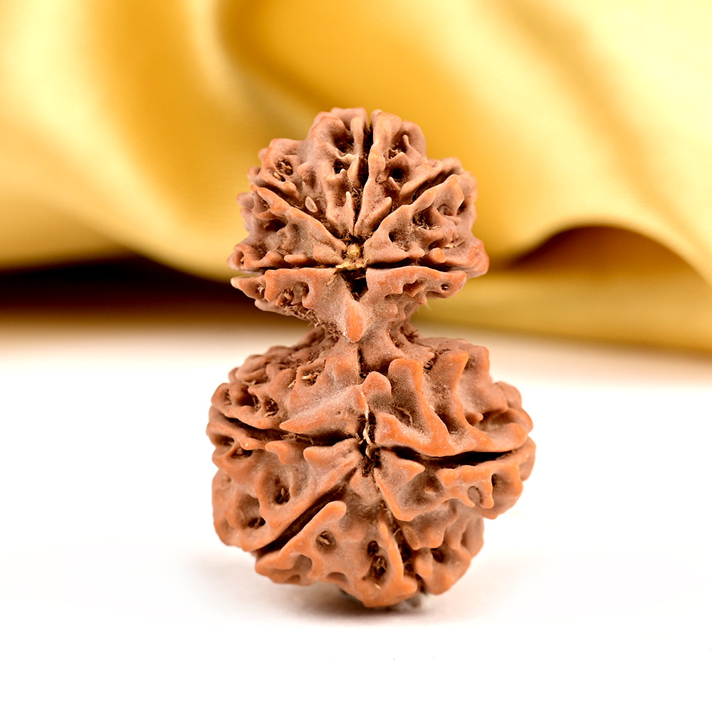 7 Mukhi Rudraksha from Nepal
