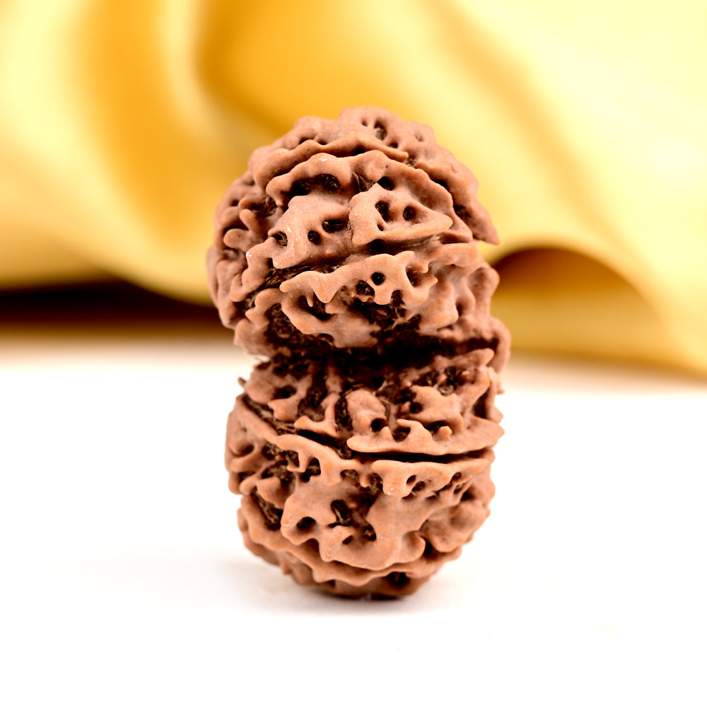 7 Mukhi Rudraksha from Java